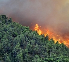 How Are Forest Fires Responded to Quickly?